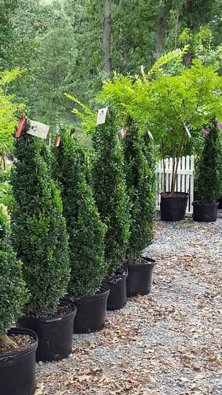 Shrubs - Plants in Forest, VA