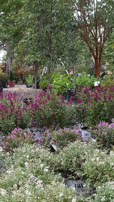 Garden in a park - Plants in Forest, VA