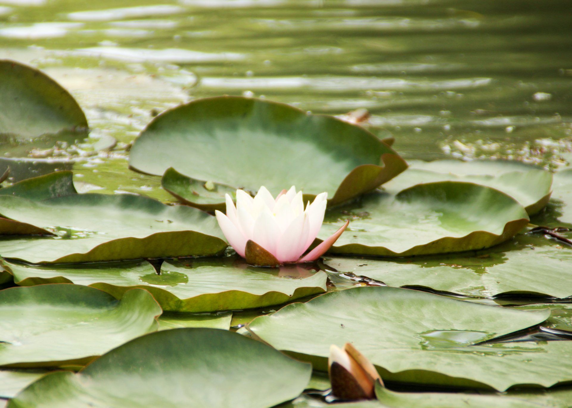 A pink water lily is surrounded by green leaves in a pond.
