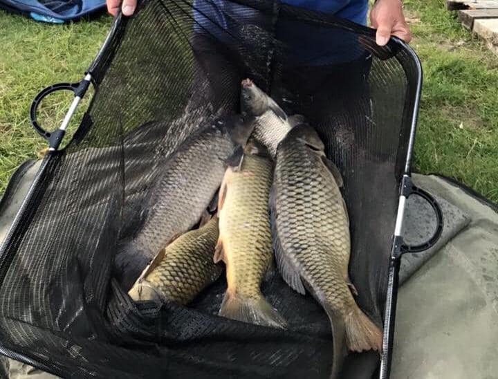 A person is holding a fishing net full of fish.