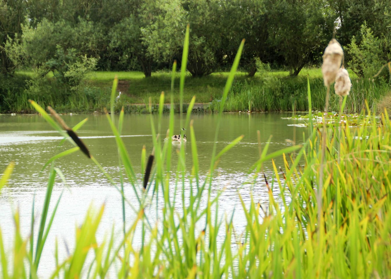 A duck is swimming in a lake with tall grass in the foreground.