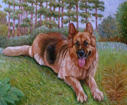 pet portraits