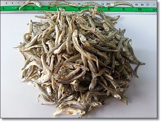 Pile of dried anchovies, greyish-white, with a ruler in the background.