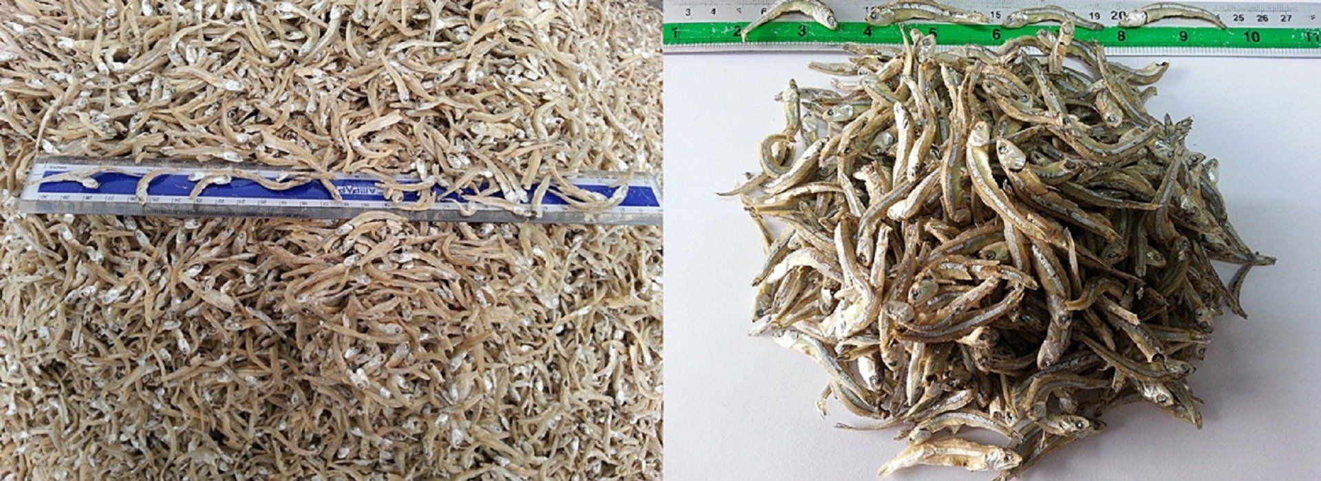 Pile of dried anchovies with a ruler.