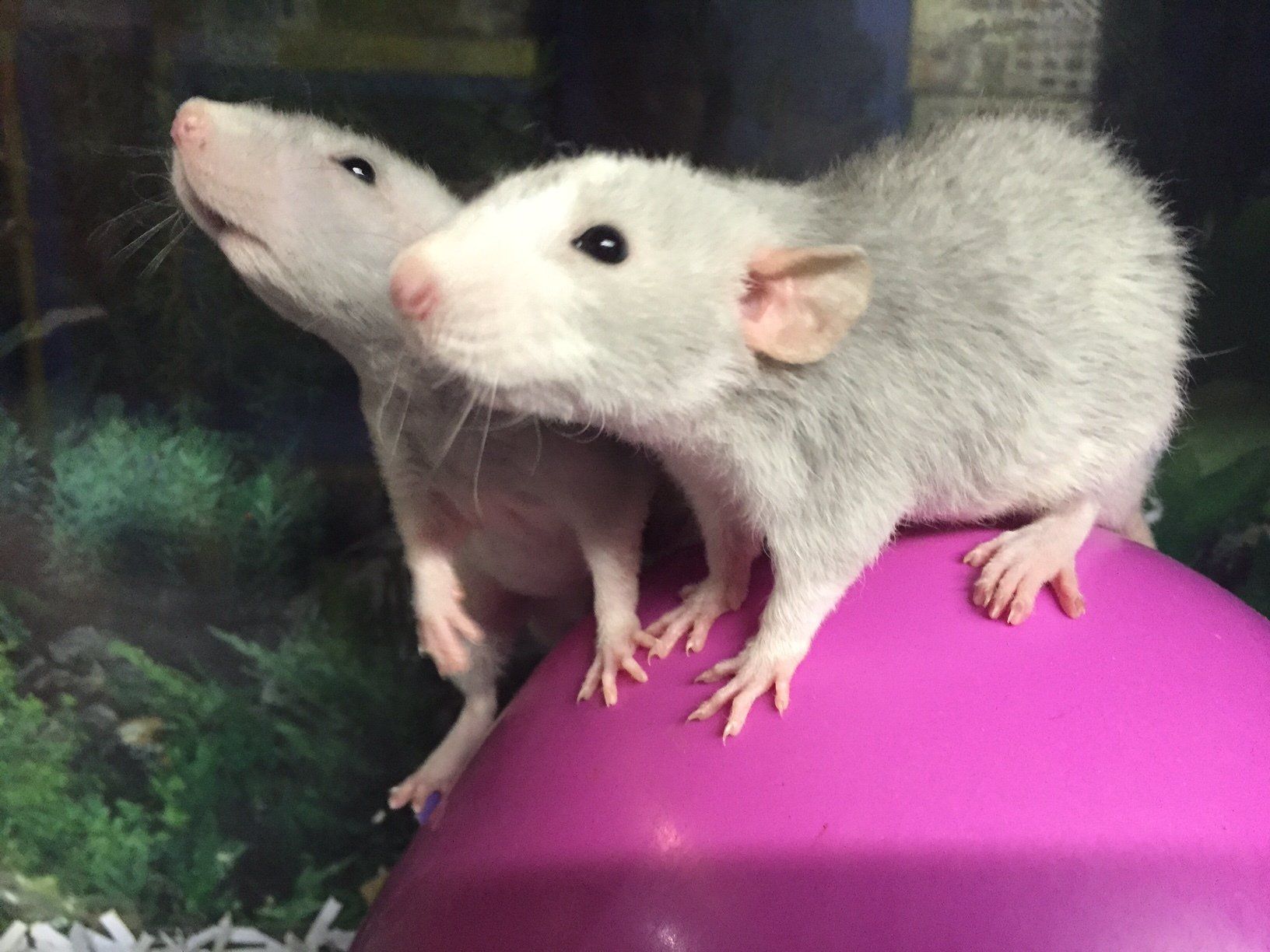 Two grey mice