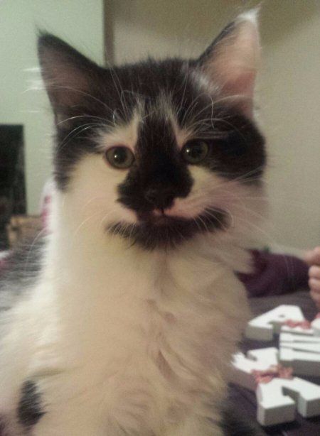 A black and white cat
