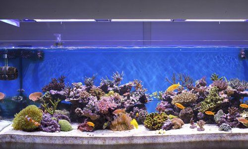 Goldfish and plants in a blue illuminated fish tank