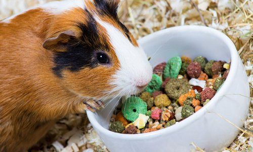 A hamster feeding