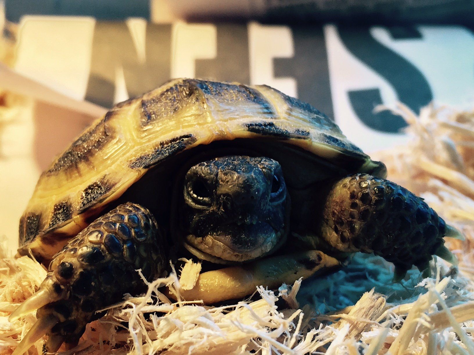 A tortoise on a bed of straw