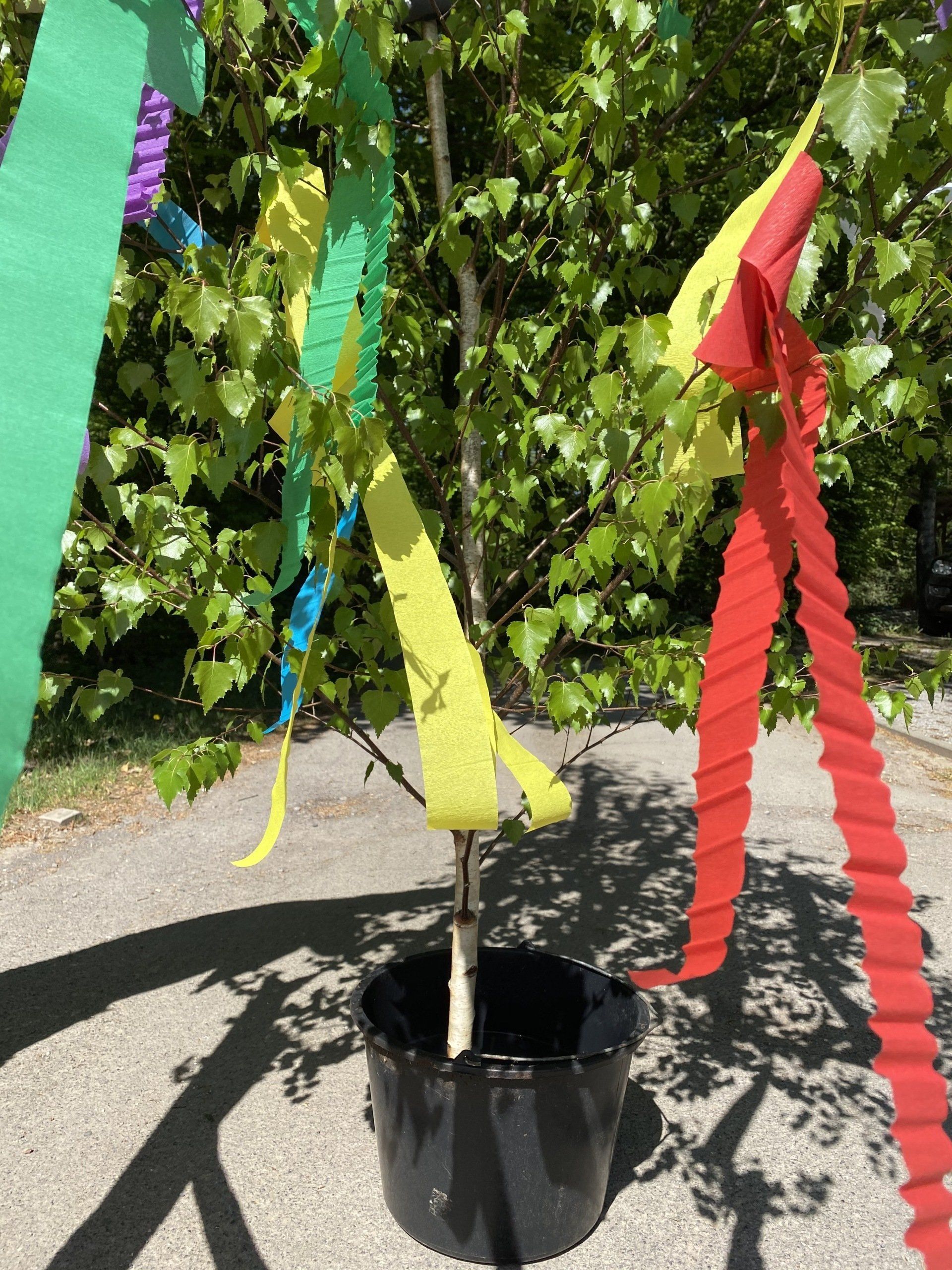 Maibaum ausreichend gießen