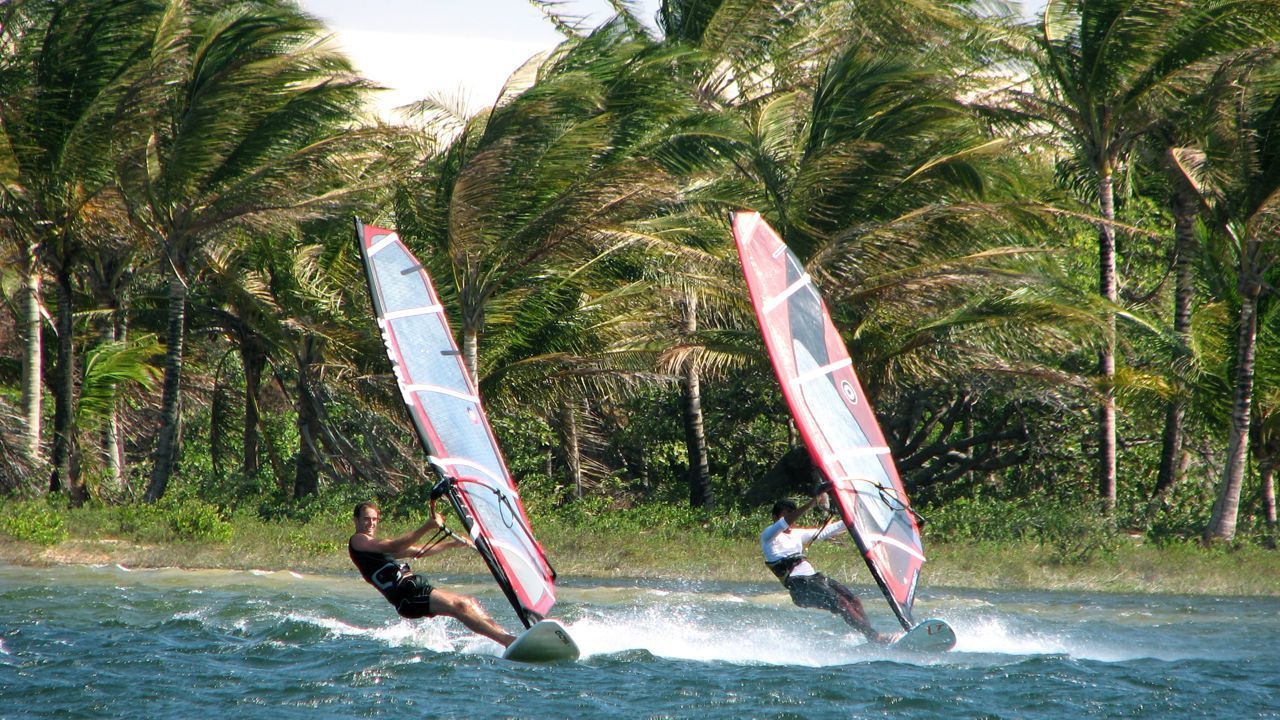 Dois praticantes de windsurf deslizam pelas águas tropicais em frente a uma densa fileira de palmeiras.