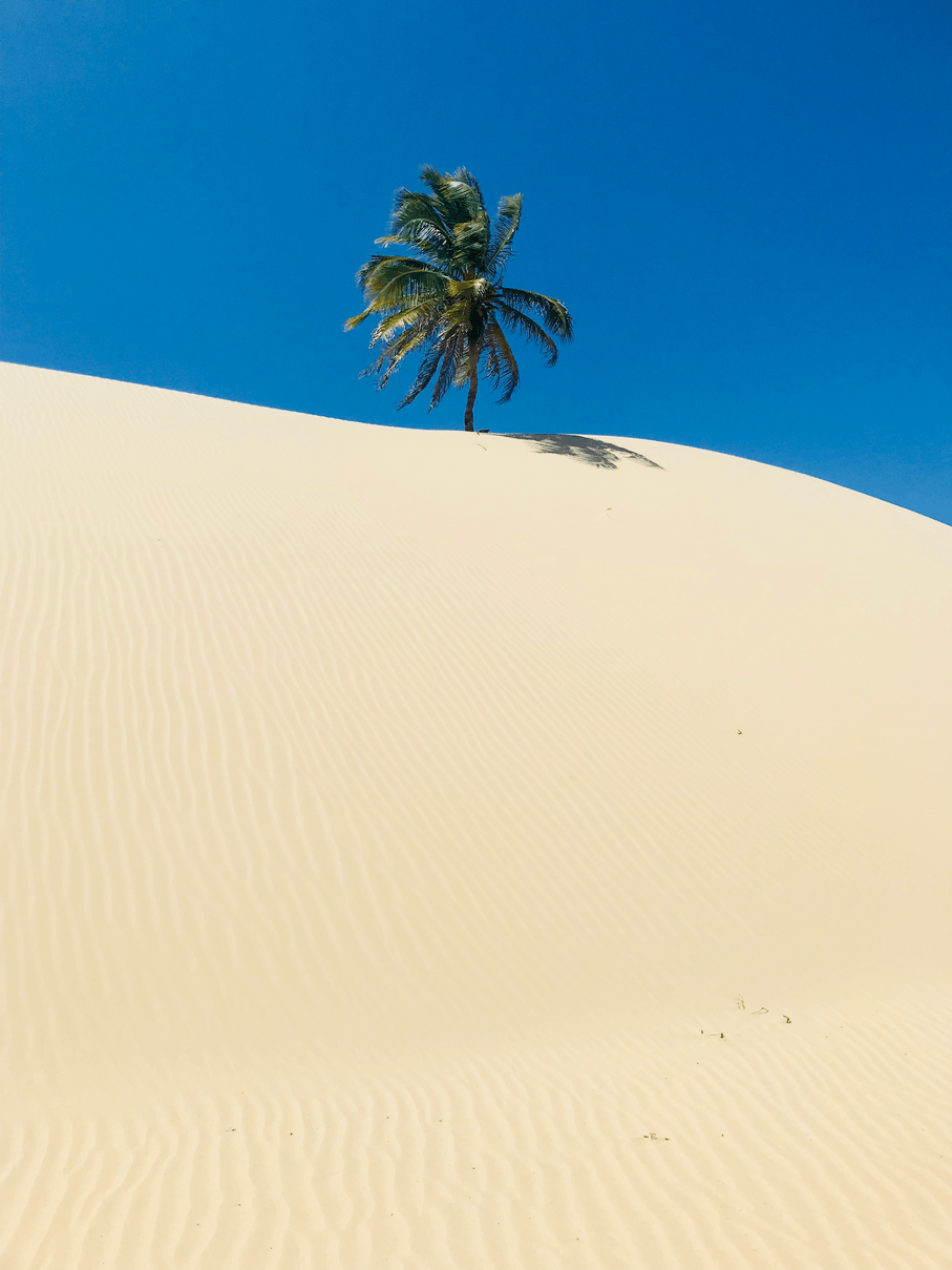 Uma palmeira solitária ergue-se no topo de uma vasta duna de areia lisa, contra um céu azul brilhante.