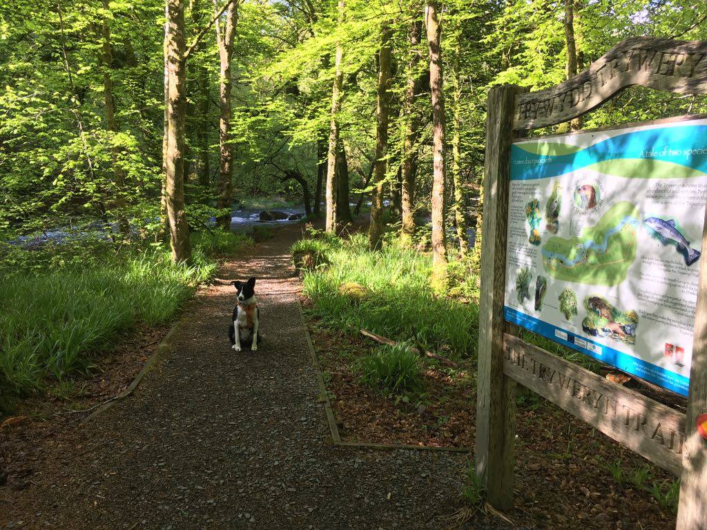photo of a dog sat on a footpath through some trees next to the river