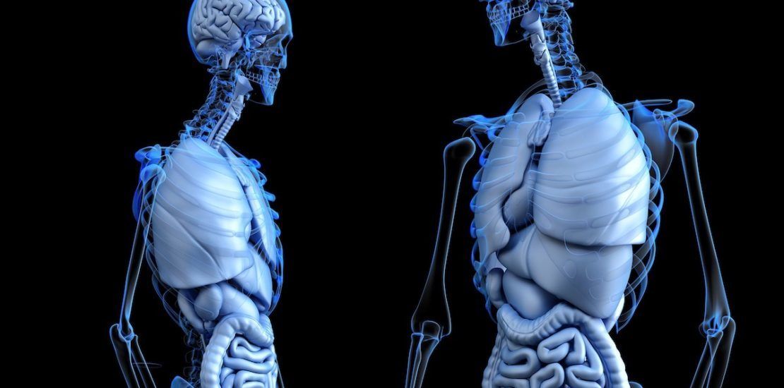 Human skeleton and organs.