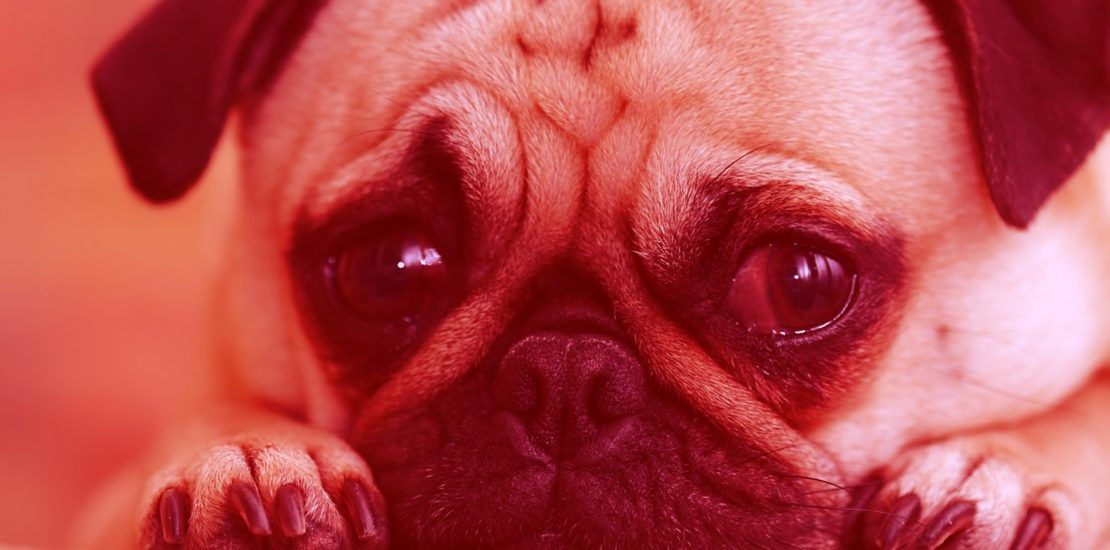 A close up of a pug dog covering its face with its paws.
