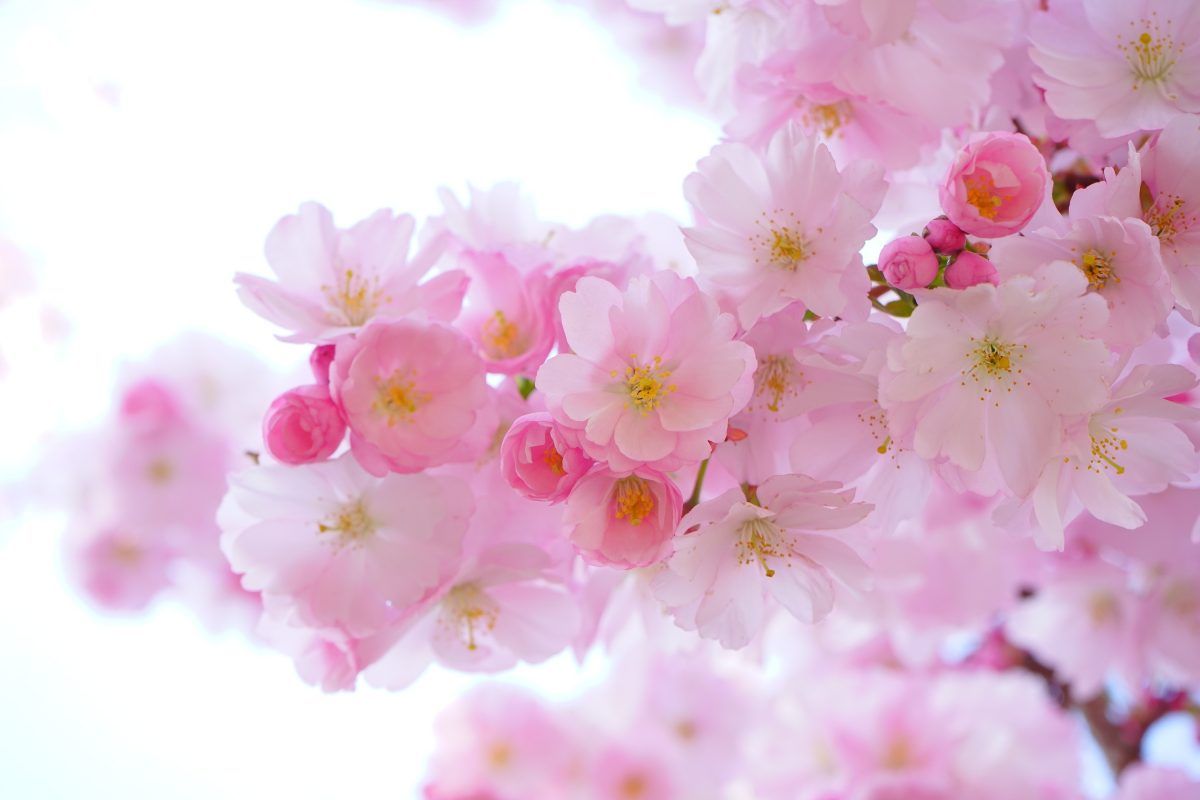 A close up of a cherry blossom tree with pink flowers against a white background.