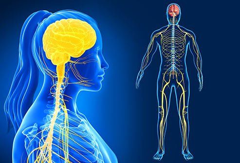 A computer generated image of a woman 's brain and nervous system.