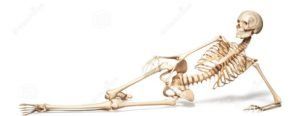 A skeleton is laying on its side on a white background.