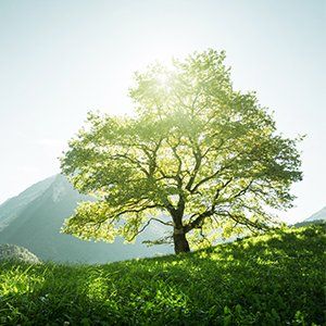 Allergies — Tree in a Hill in Memphis, Tn