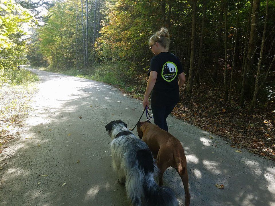 Walking dogs at OTBT dog training and boarding facility in Newark, VT