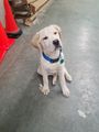 A white dog sitting wearing a blue collar sitting waiting patiently