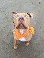A light brown dog wearing an orange handkerchief sitting and waiting for a compand