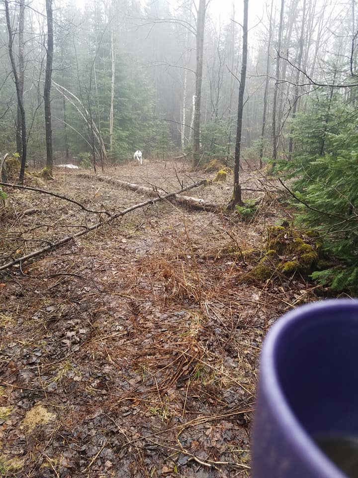 A dog running toward the camera in the woods working on being recalled