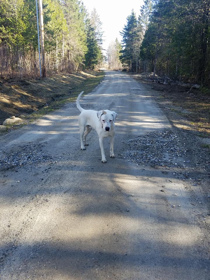 A white dog standing on a dirt road during his exercise at OTBT Boarding
