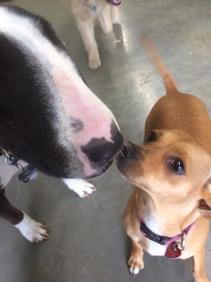 Two dogs touching noses