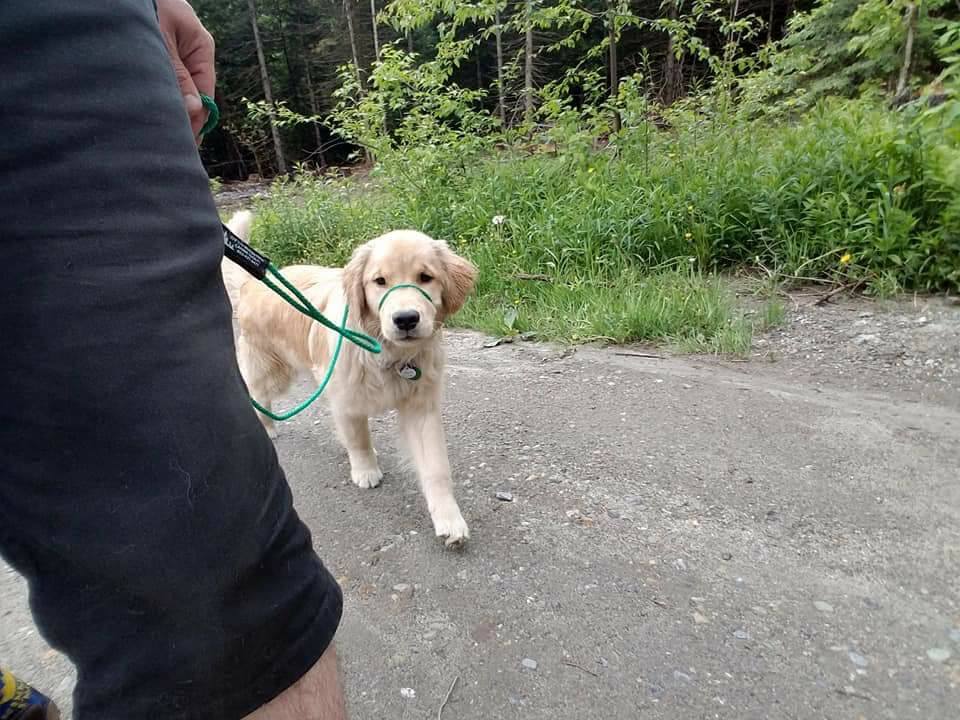 A puppy with a green lead being walked down a dirt road