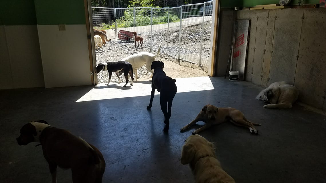 The outside area of Off the Beaten Trail with many dogs