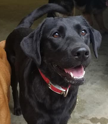 A black dog with a red collar