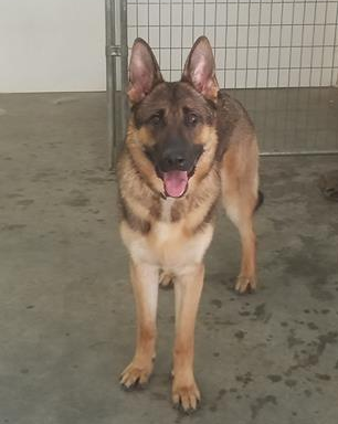 A German Shepard standing inside