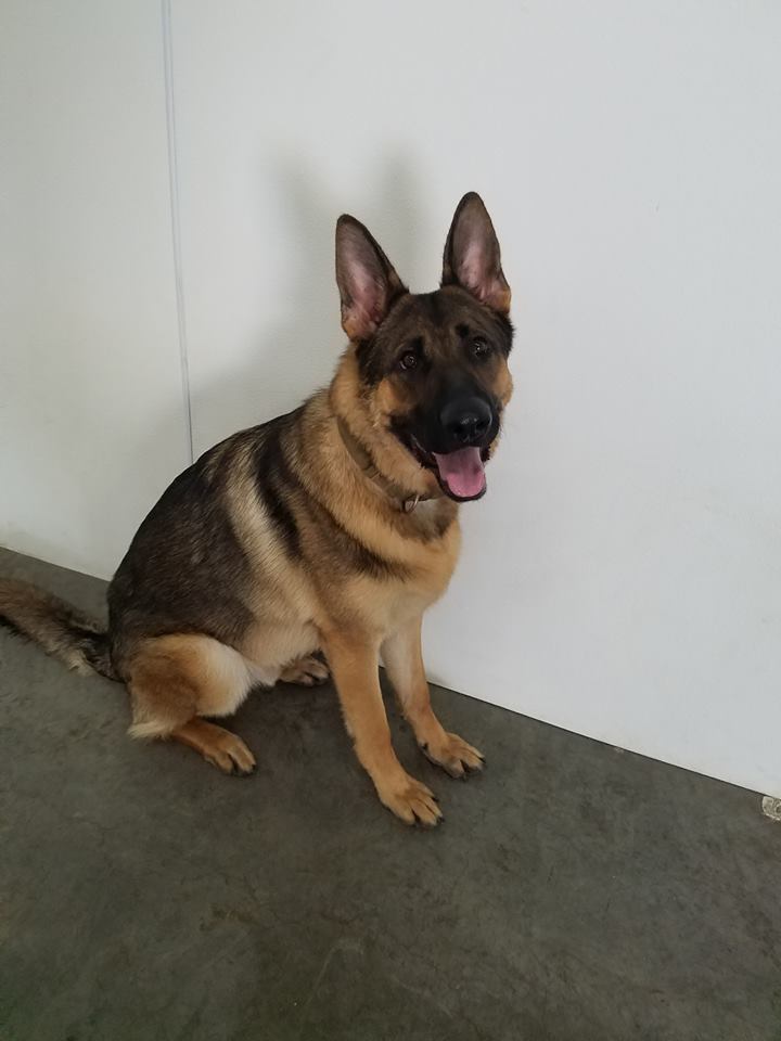 A German Shepard sitting on the ground