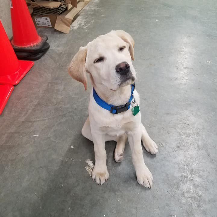 A white dog sitting on the ground