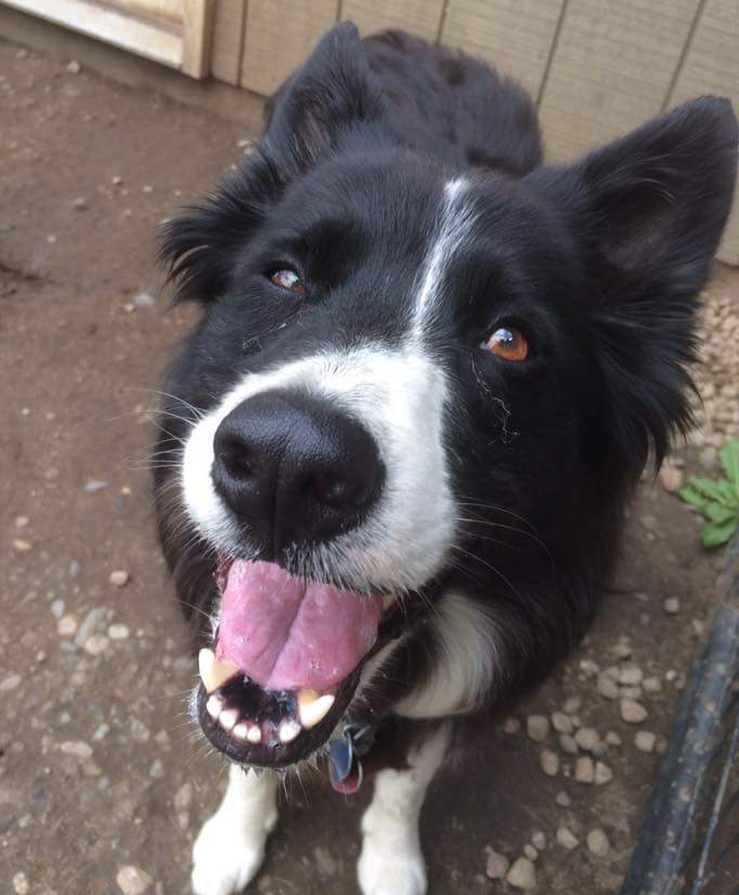 Happy Dog at Off The Beaten Trail Doggie Daycare Facility in Newark, Vermont