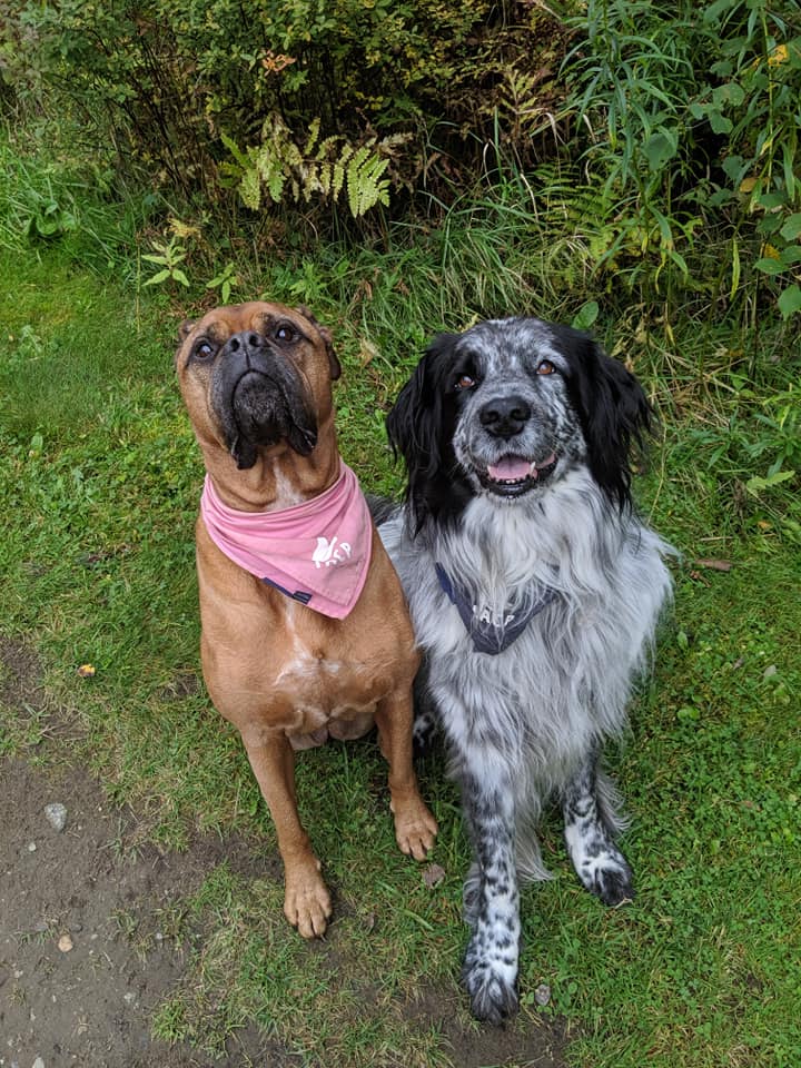 A black and white dog with a black hanker-chief sitting next to a brown dog with a pink hanker-chief