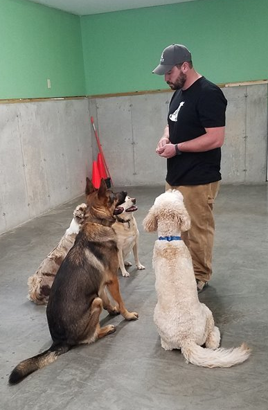 Dog Training Jeff working with four dogs, they are all sitting in front of him