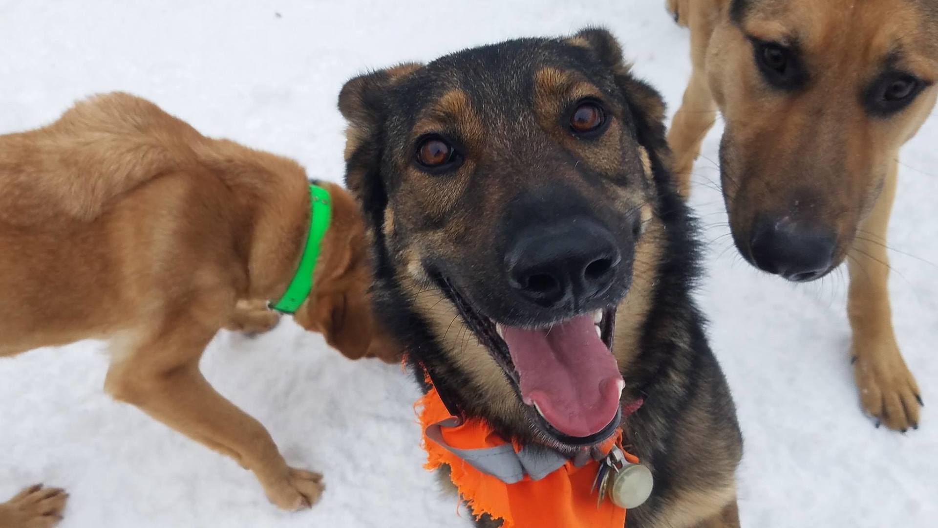 Off The Beaten Trail A happy dog playing outside in the snow with other dogs at OTBT