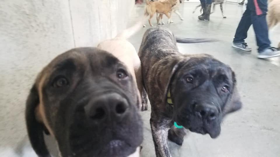 Doggie Daycare Doggie Daycare at OTBT, with two dogs inside looking at the camera