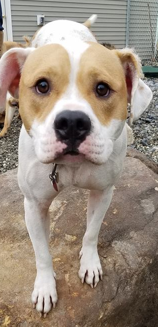 A white Dog that has some light brown around the eyes