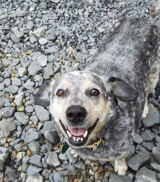 A gray and white dog on rocks looking up