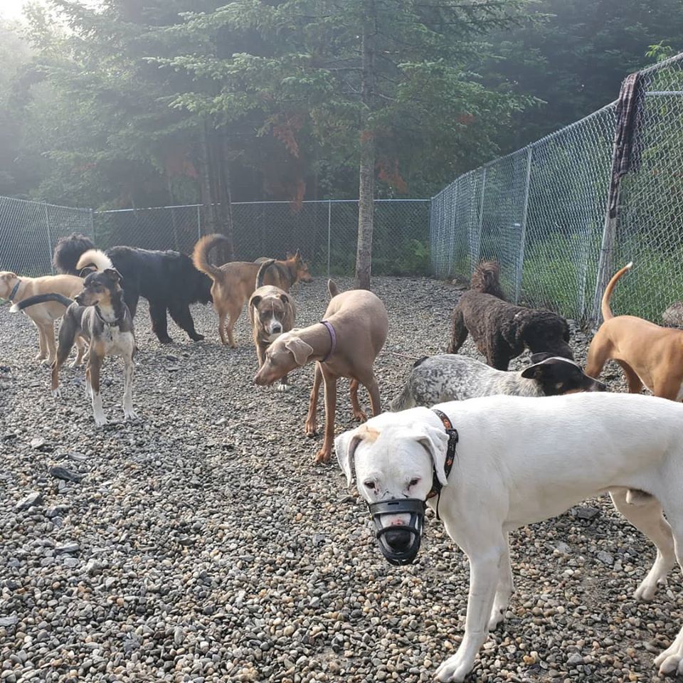 A white dog with a muzzle socializing with other dogs