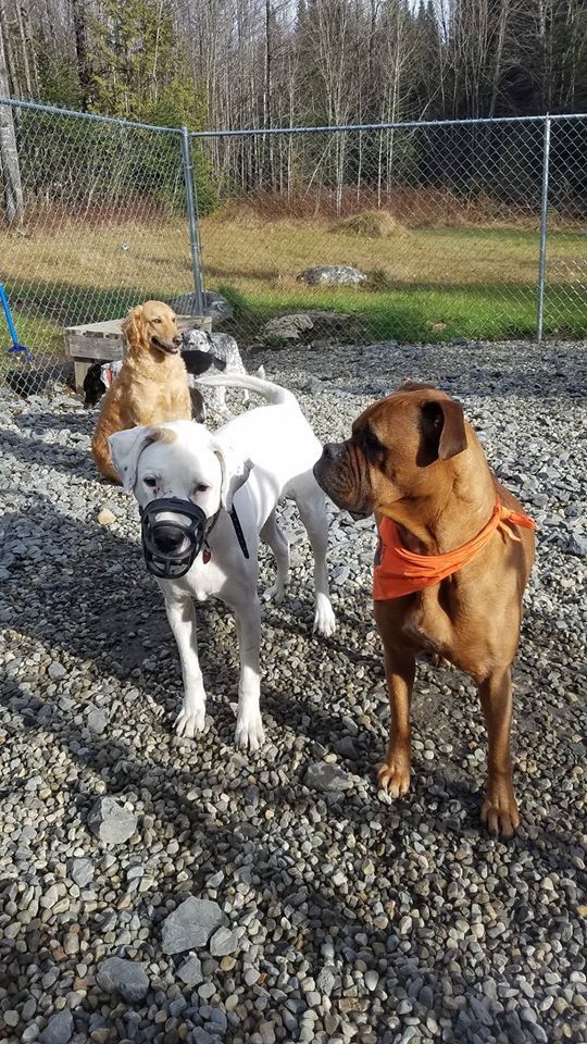 A white dog with a muzzle standing next to a brown dog