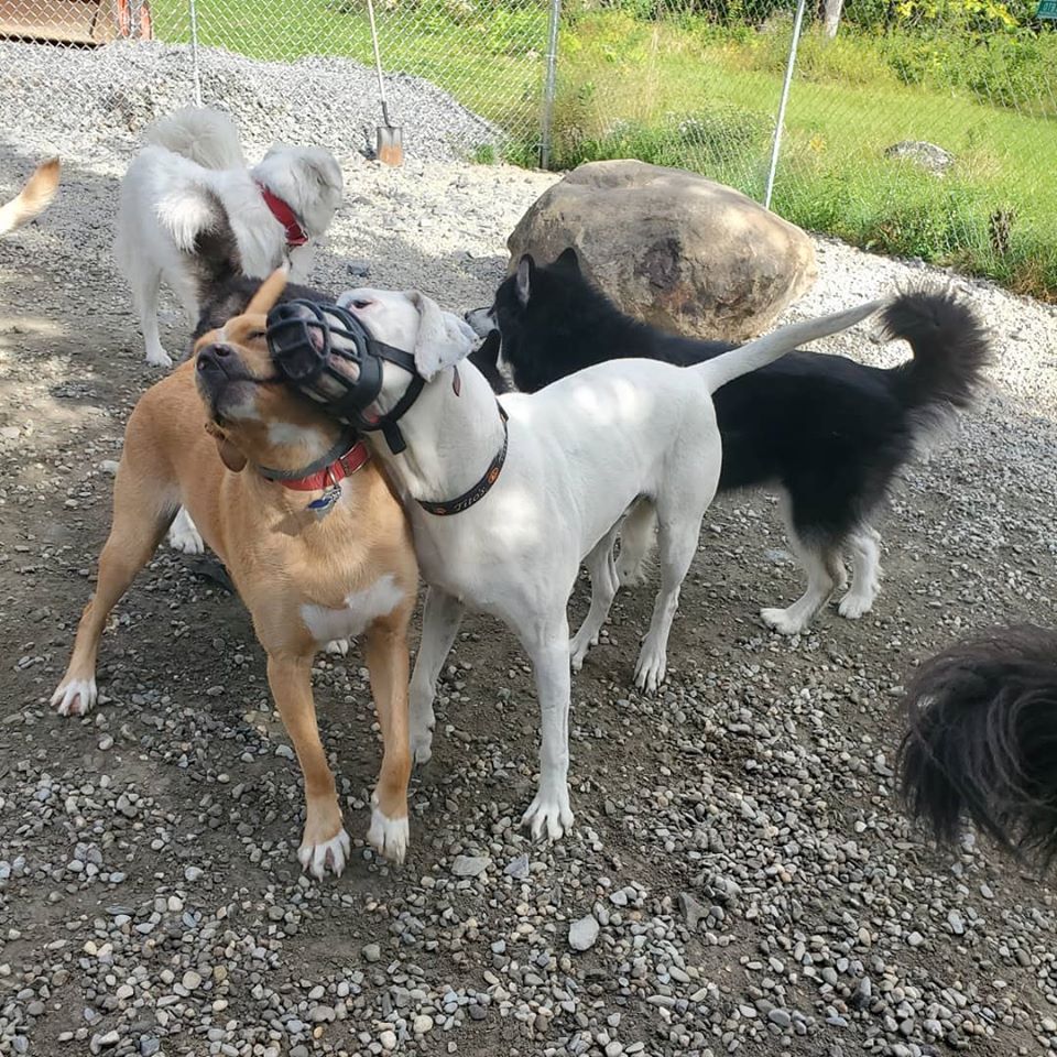 A white dog wearing a muzzle playing with other dogs