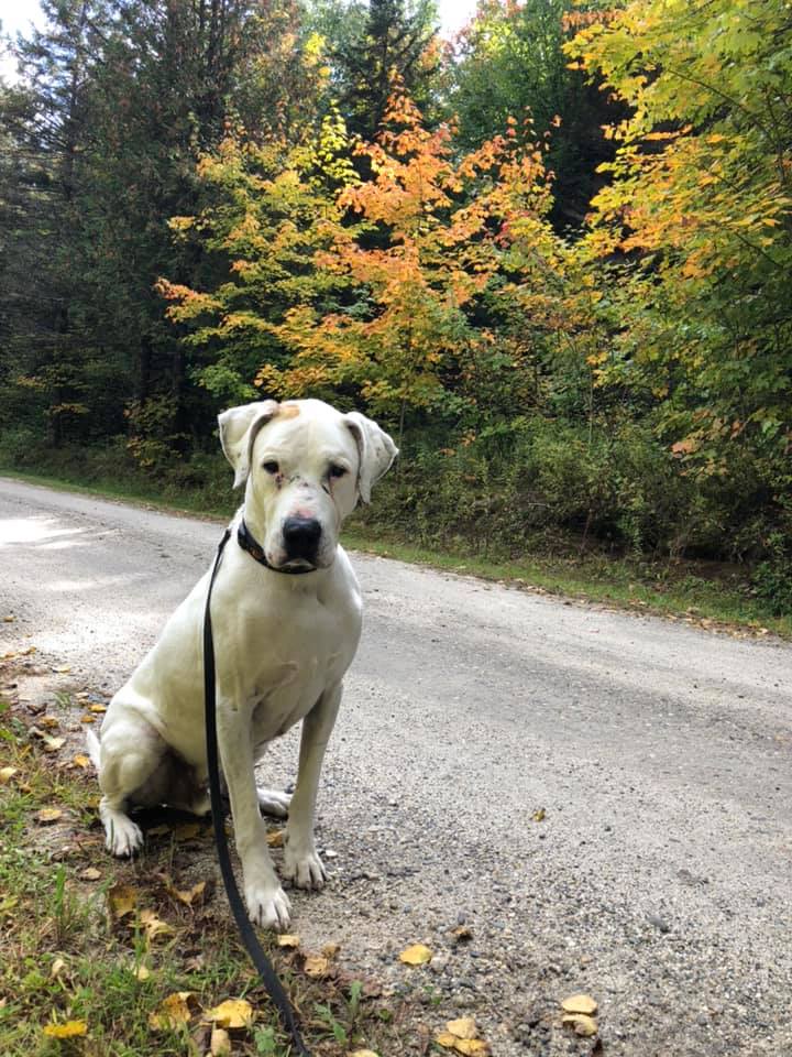 Duke the rescue dog sitting during a training session in Newark, VT
