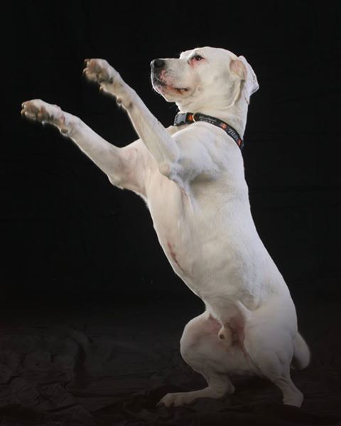 Duke the white dog