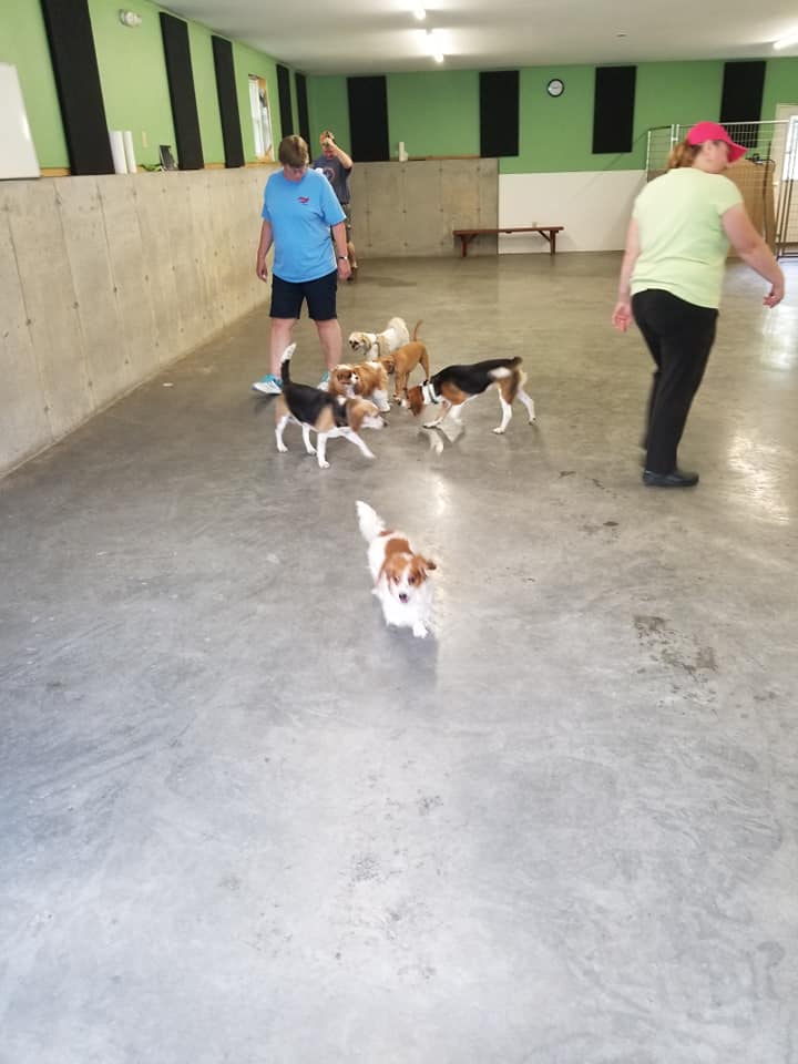 Many dogs mingling and playing with eachother