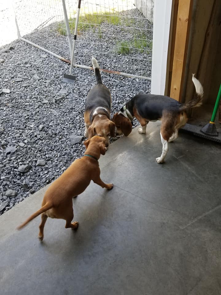 Three dogs sniffing one another