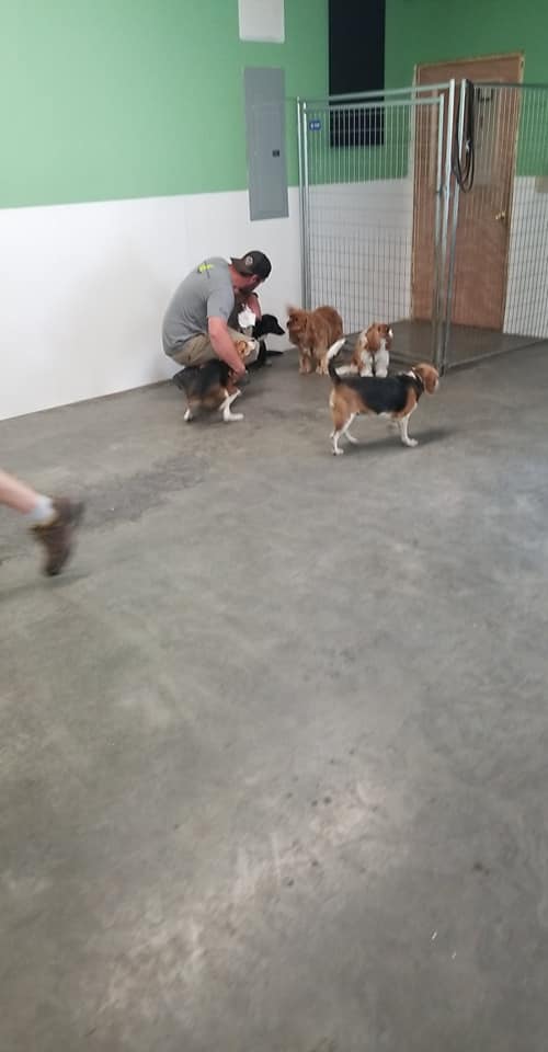 A man and 5 dogs during the Sunday Social inside